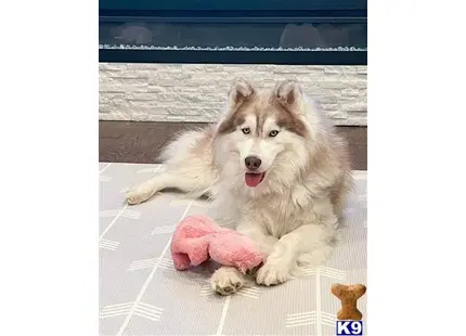 Jax available Siberian Husky puppy located in LINDALE